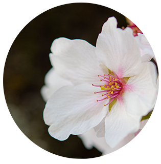桜の花