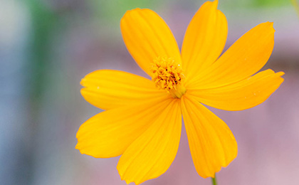  秋の草花の写真