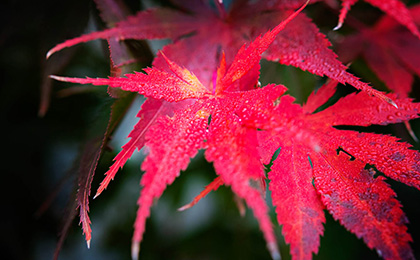 秋の草花の写真