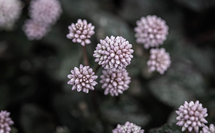 秋の草花の写真