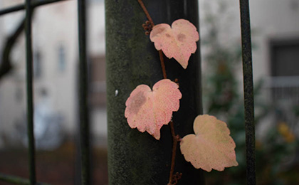  秋の草花の写真