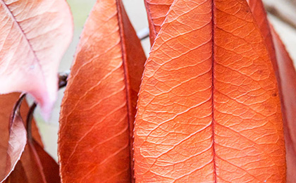  秋の草花の写真