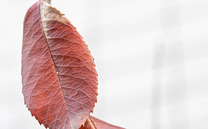 秋の草花の写真