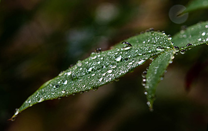  秋の草花の写真