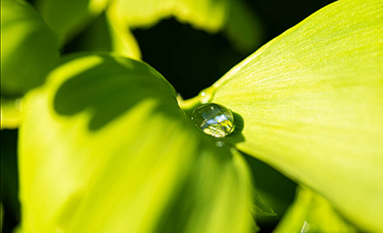  秋の草花の写真