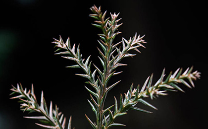 秋の草花の写真