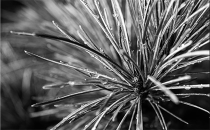 秋の草花の写真