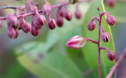 春の草花の写真