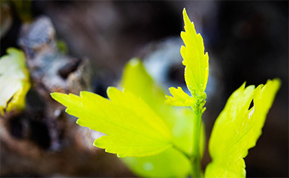 春の草花の写真