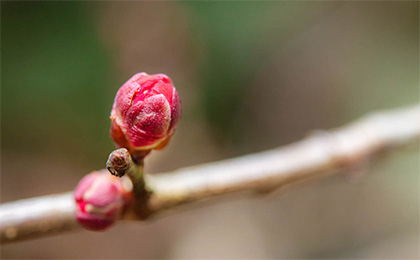 春の草花の写真