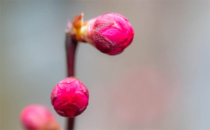 春の草花の写真