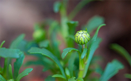 春の草花の写真