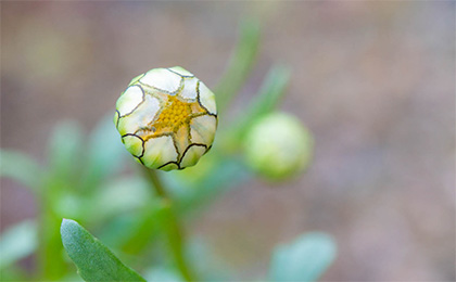 春の草花の写真