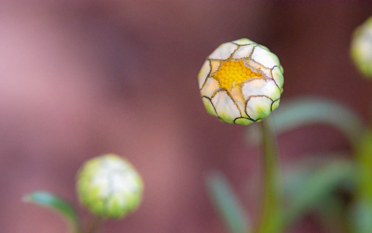 春の草花の写真