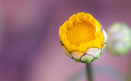 春の草花の写真