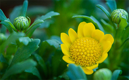 春の草花の写真