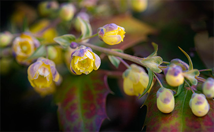 春の草花の写真