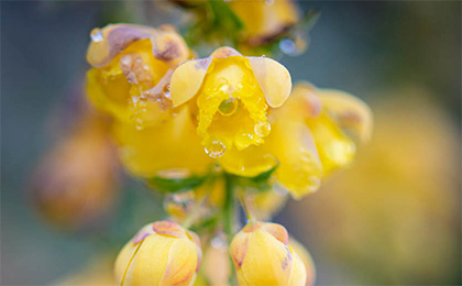 春の草花の写真