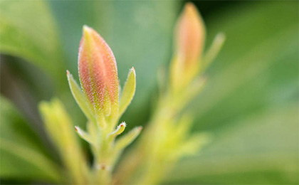春の草花の写真