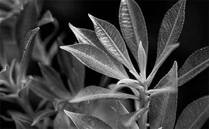 春の草花の写真