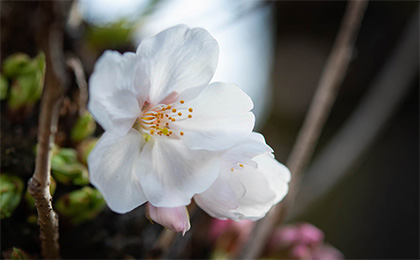 春の草花の写真