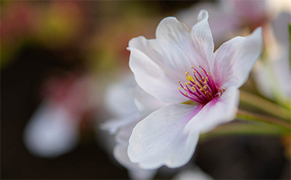 春の草花の写真