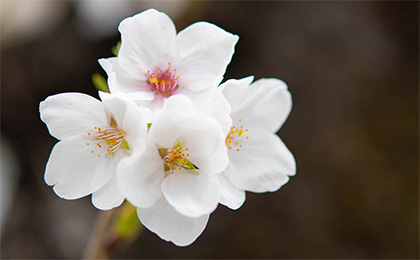 春の草花の写真