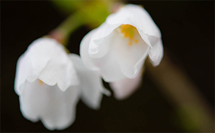 春の草花の写真