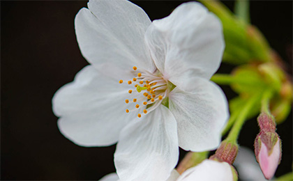 春の草花の写真