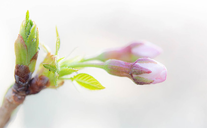 春の草花の写真