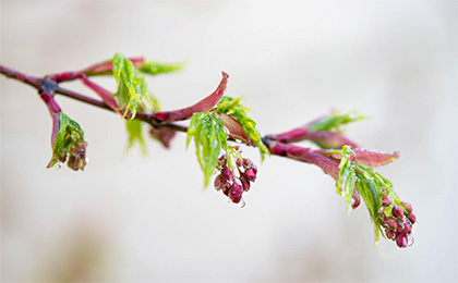 春の草花の写真