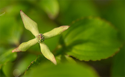 春の草花の写真