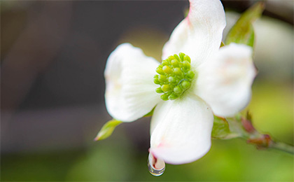 春の草花の写真