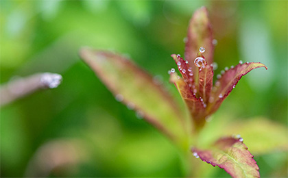 春の草花の写真