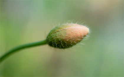 春の草花の写真