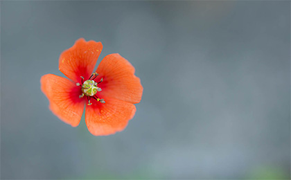 春の草花の写真