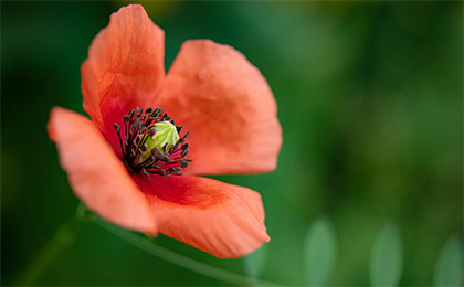 春の草花の写真