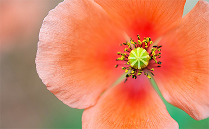 春の草花の写真