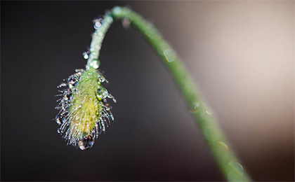 春の草花の写真
