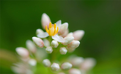 春の草花の写真