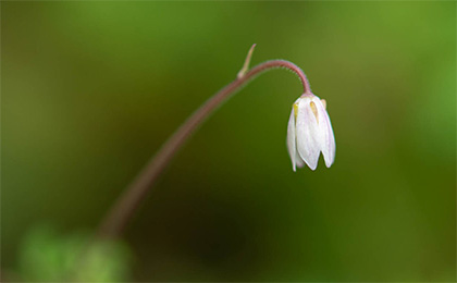春の草花の写真