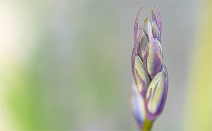 春の草花の写真