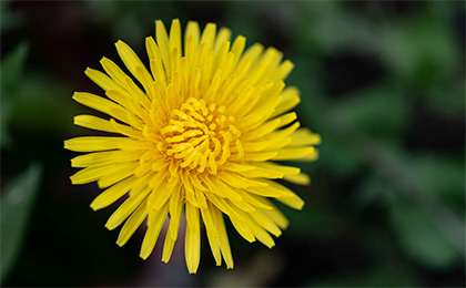 春の草花の写真