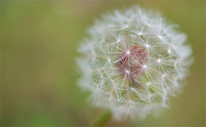 春の草花の写真