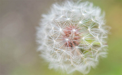 春の草花の写真