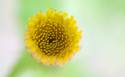 春の草花の写真