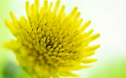 春の草花の写真