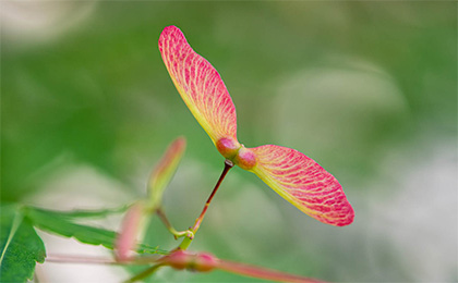 春の草花の写真
