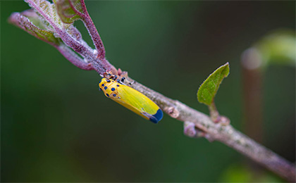 夏の草花の写真