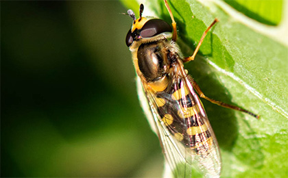 夏の草花の写真